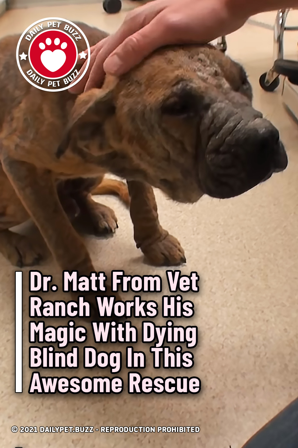 Dr. Matt From Vet Ranch Works His Magic With Dying Blind Dog In This Awesome Rescue
