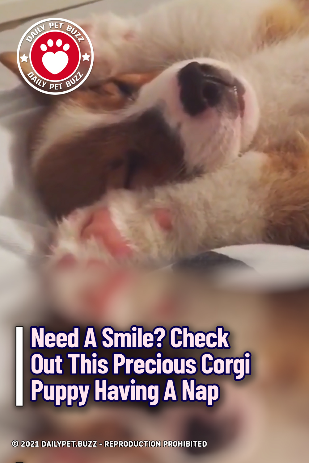 Need A Smile? Check Out This Precious Corgi Puppy Having A Nap