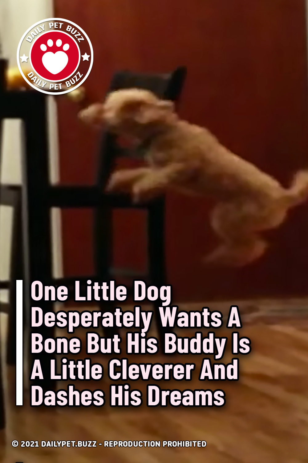 One Little Dog Desperately Wants A Bone But His Buddy Is A Little Cleverer And Dashes His Dreams