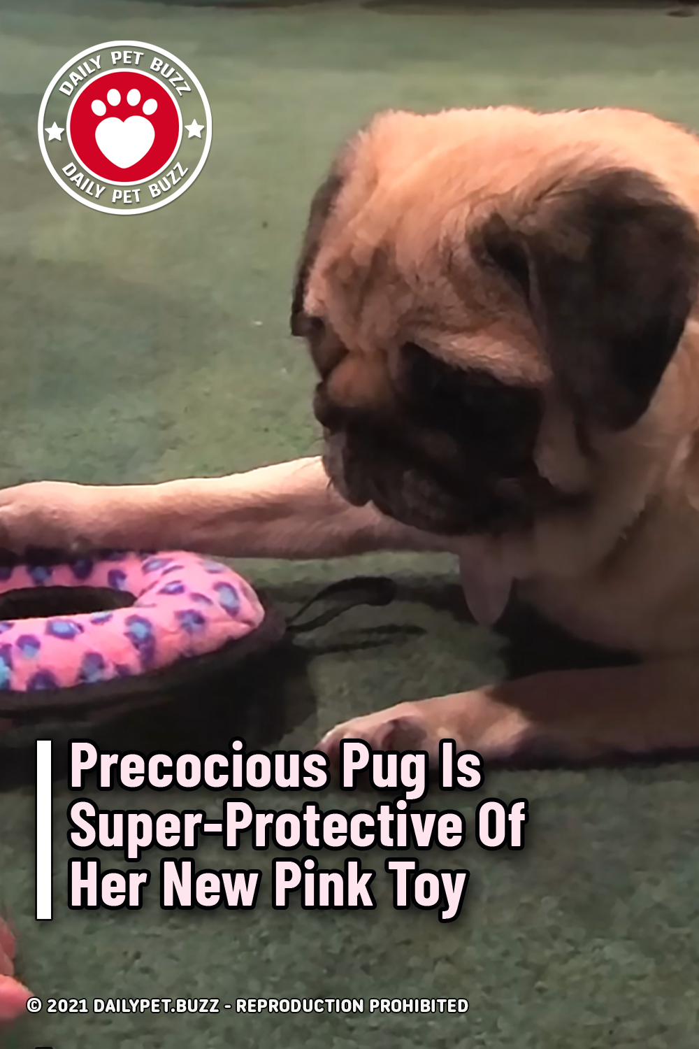 Precocious Pug Is Super-Protective Of Her New Pink Toy