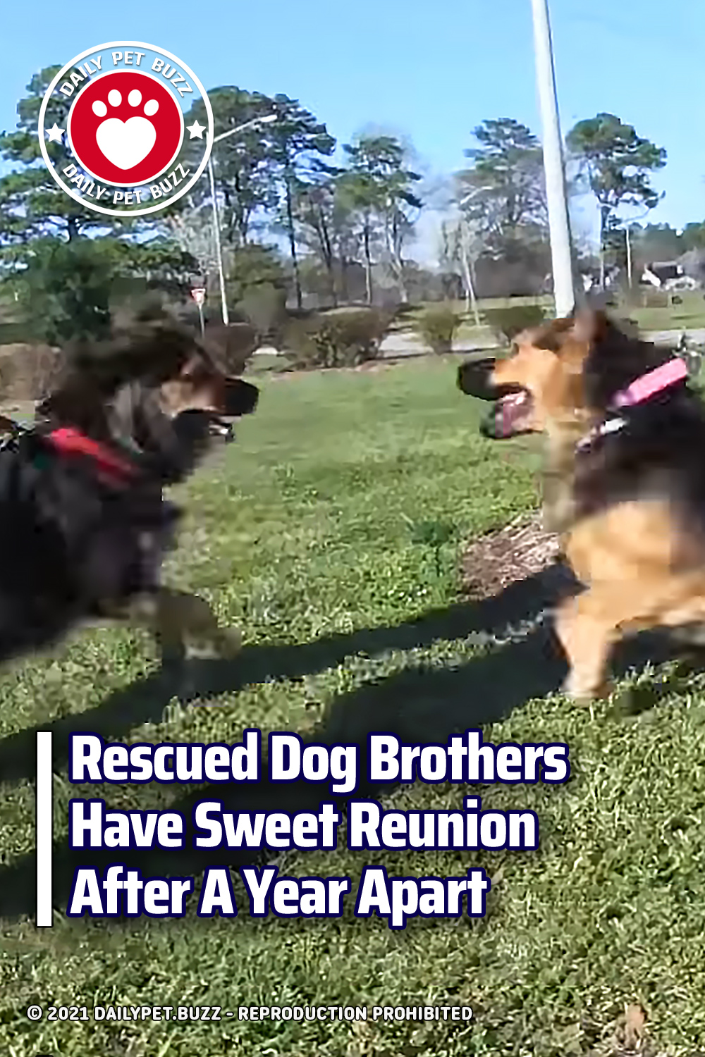 Rescued Dog Brothers Have Sweet Reunion After A Year Apart
