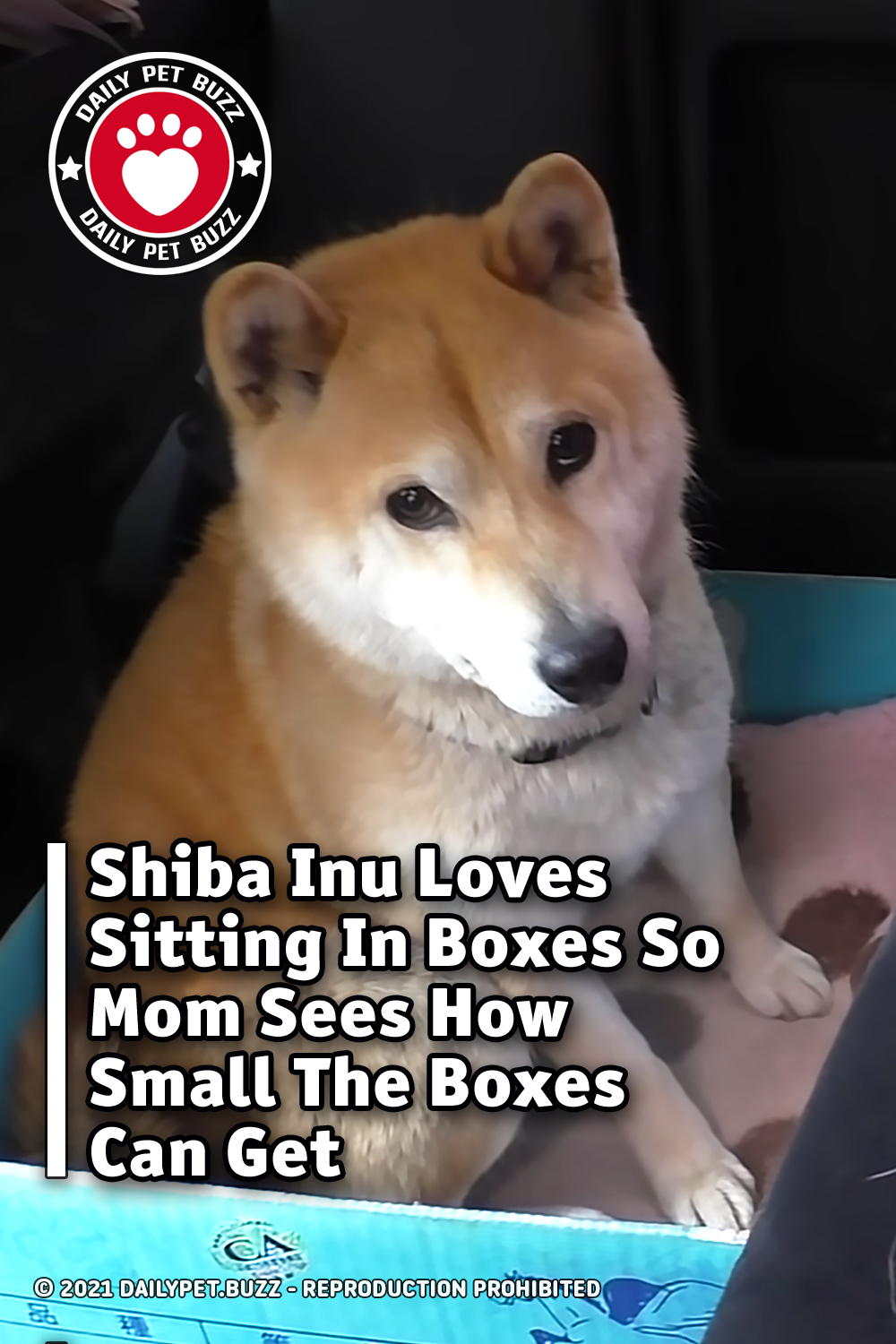 Shiba Inu Loves Sitting In Boxes So Mom Sees How Small The Boxes Can Get
