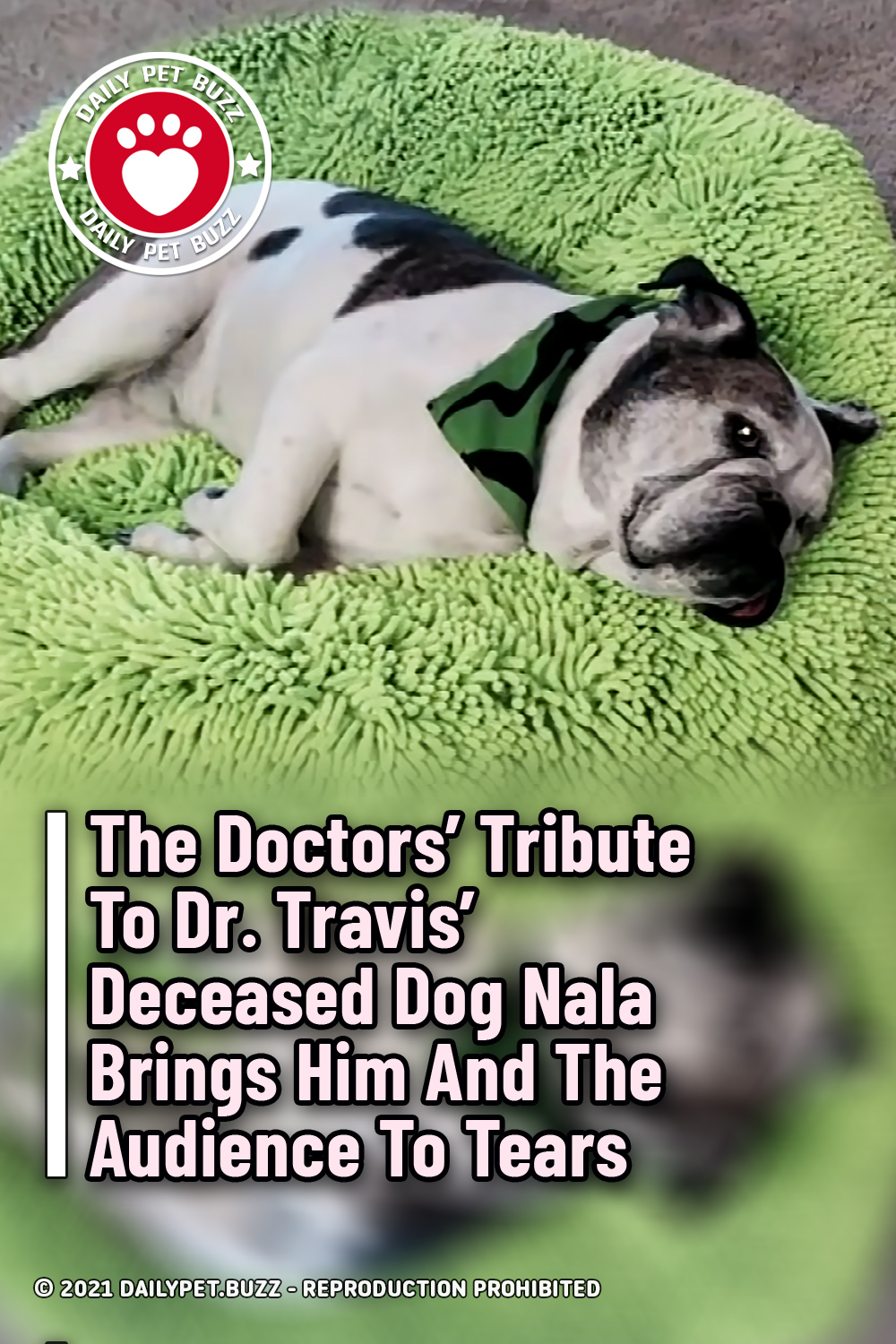 The Doctors\' Tribute To Dr. Travis\' Deceased Dog Nala Brings Him And The Audience To Tears
