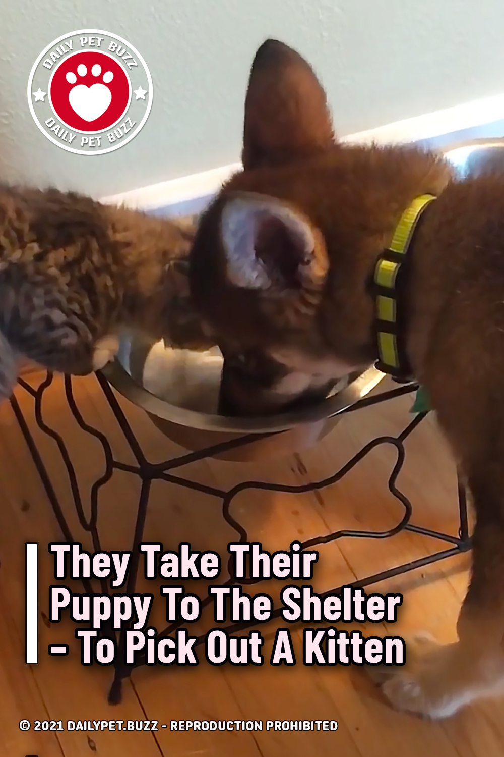 They Take Their Puppy To The Shelter – To Pick Out A Kitten