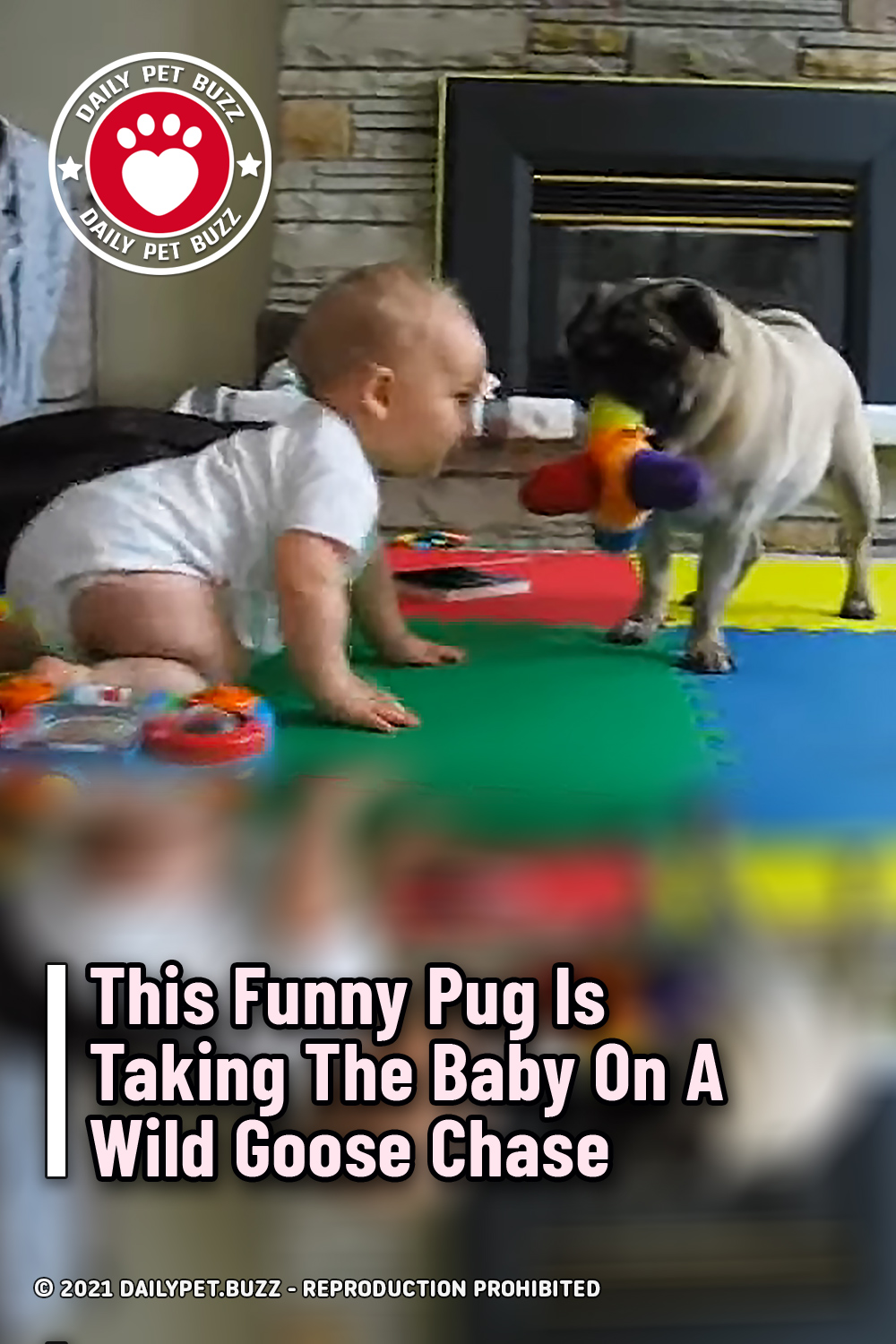 This Funny Pug Is Taking The Baby On A Wild Goose Chase