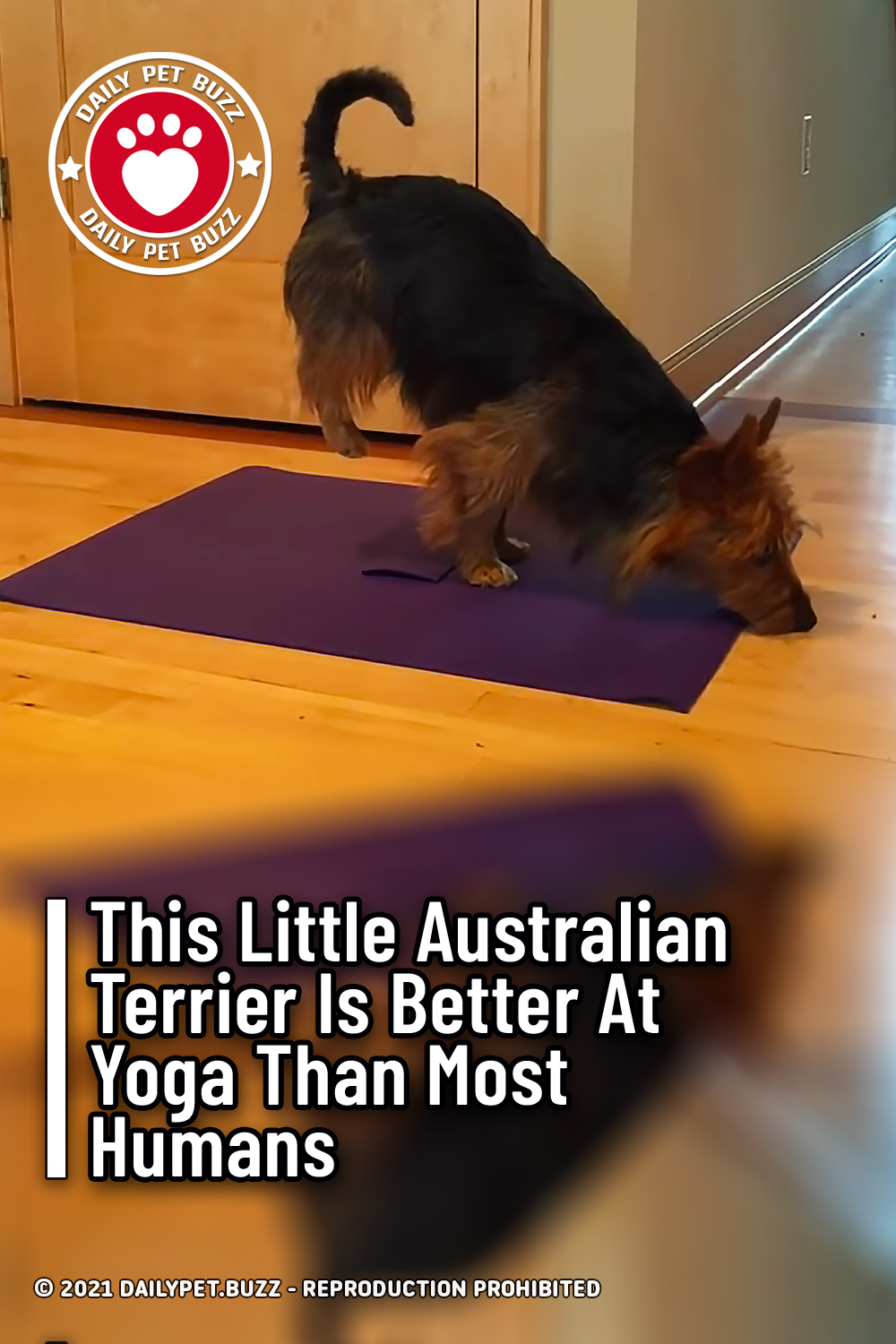 This Little Australian Terrier Is Better At Yoga Than Most Humans