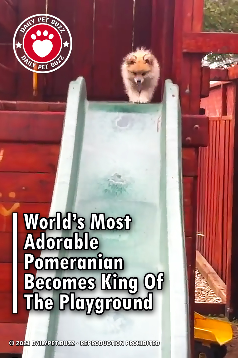 World\'s Most Adorable Pomeranian Becomes King Of The Playground