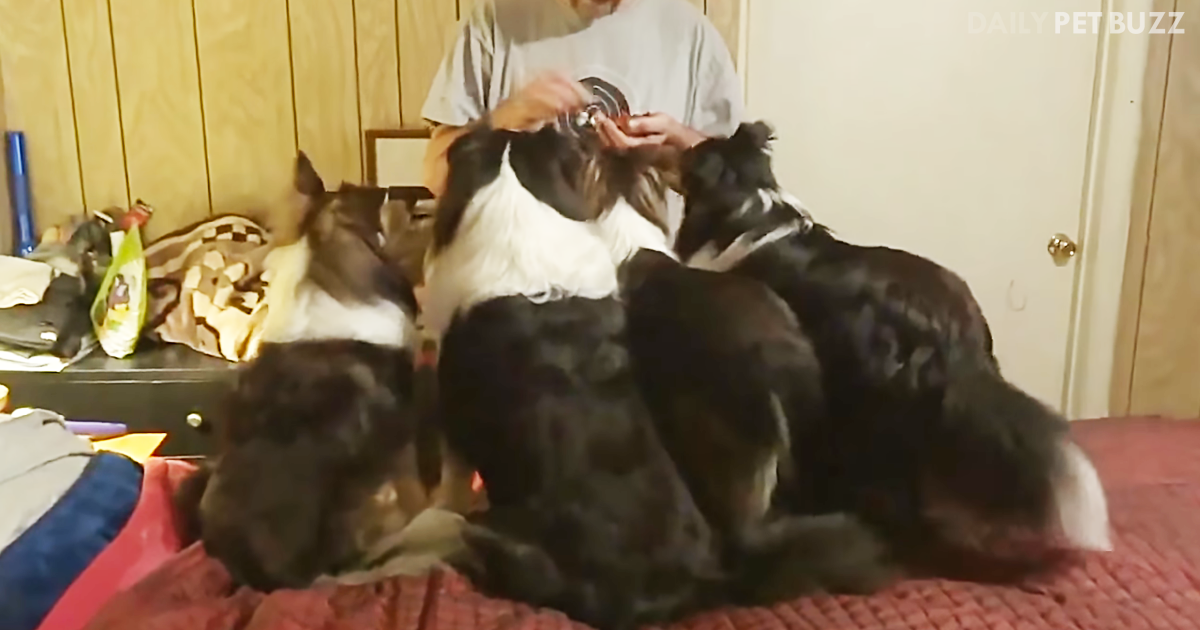 Cheeky Pooch Knows Exactly How To Get More Treats Than His Siblings In This Hilarious Clip