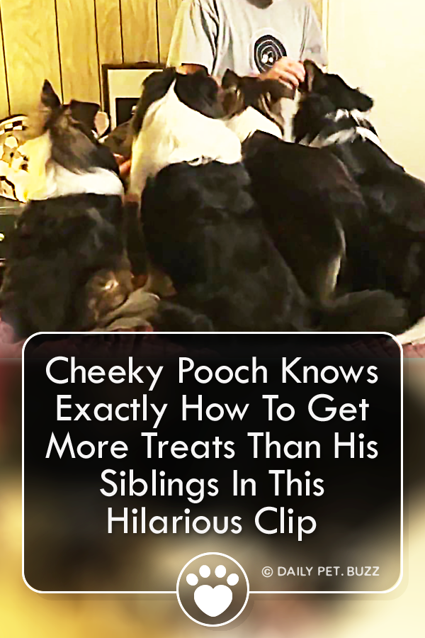 Cheeky Pooch Knows Exactly How To Get More Treats Than His Siblings In This Hilarious Clip