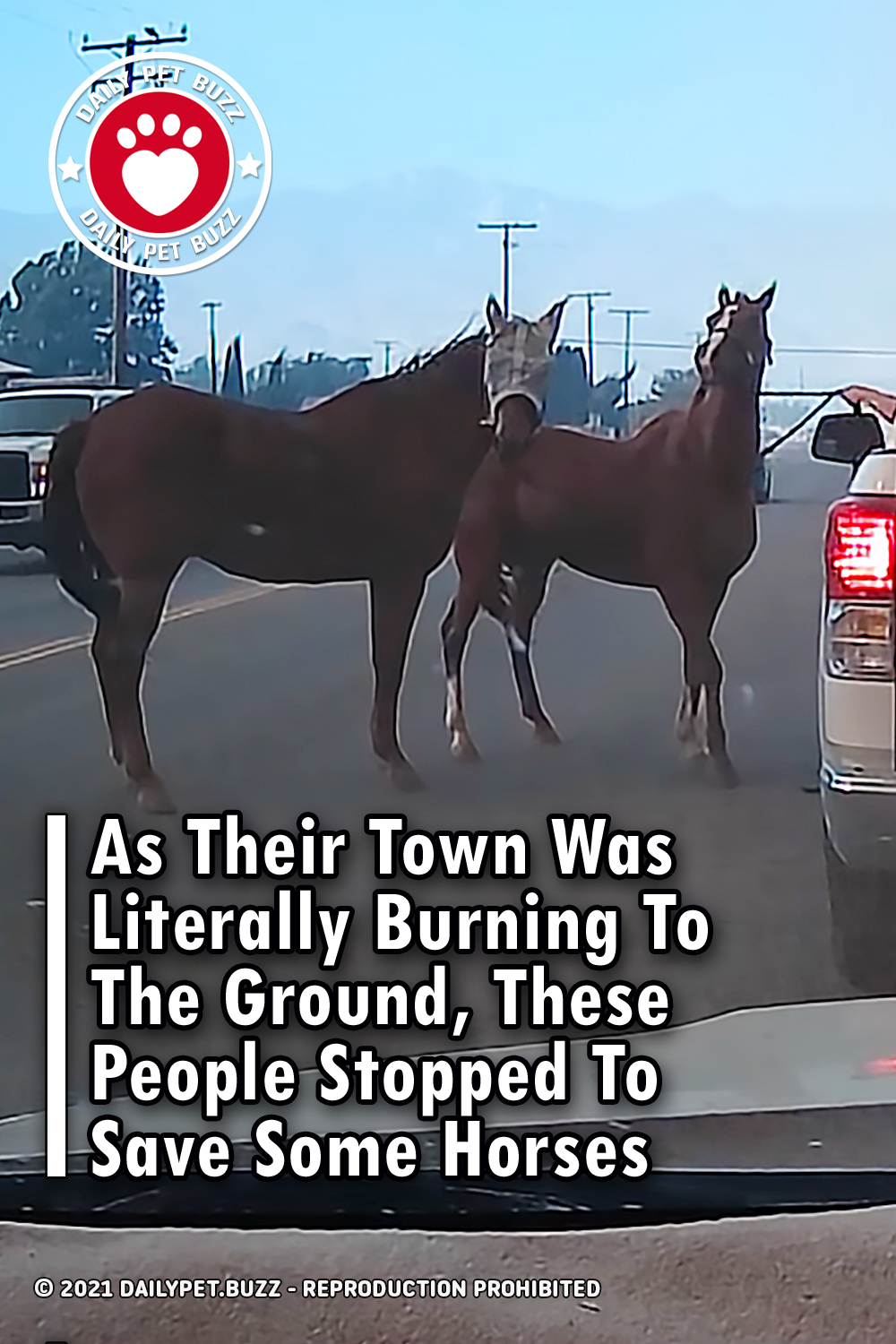 As Their Town Was Literally Burning To The Ground, These People Stopped To Save Some Horses