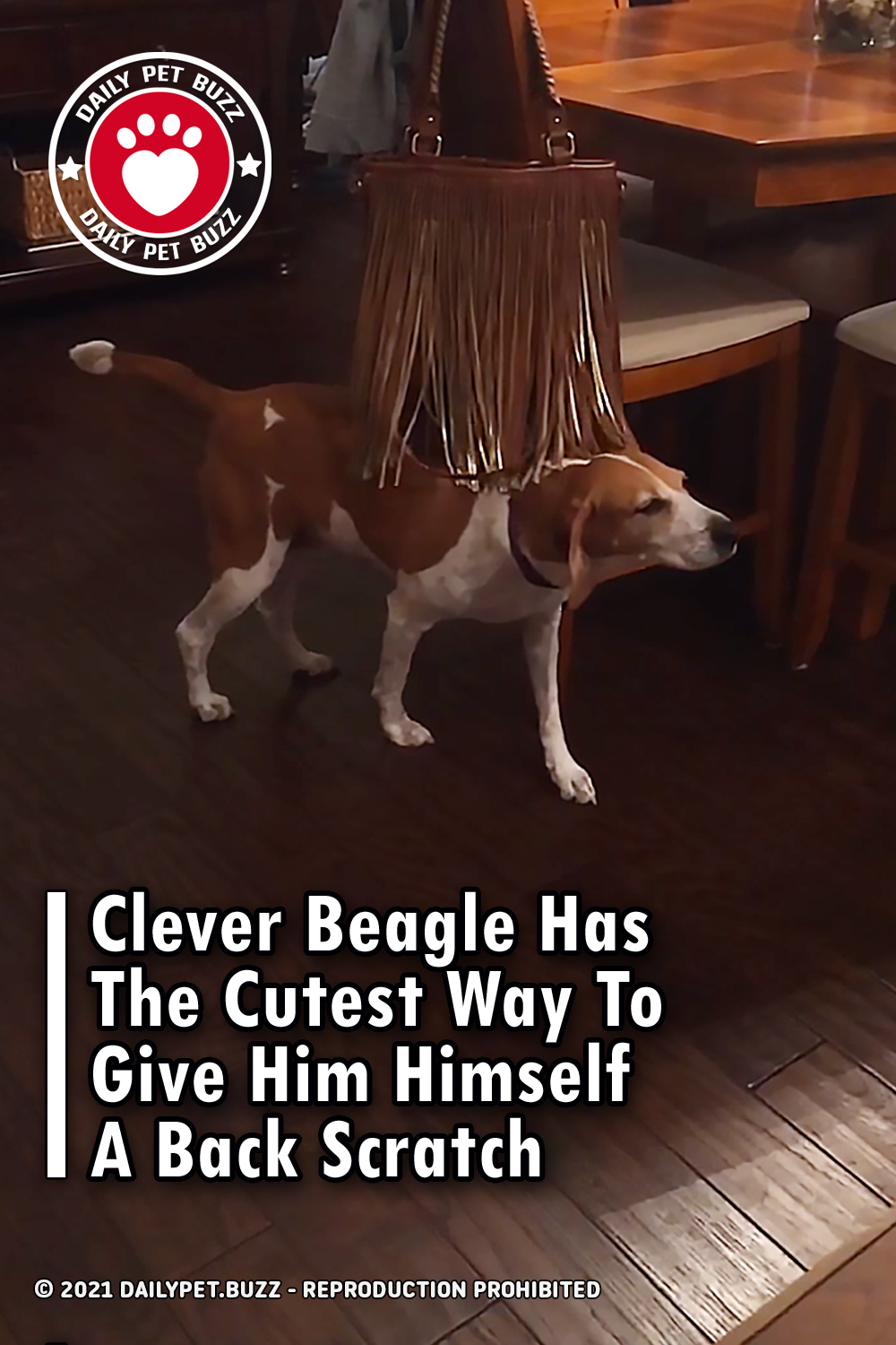 Clever Beagle Has The Cutest Way To Give Him Himself A Back Scratch