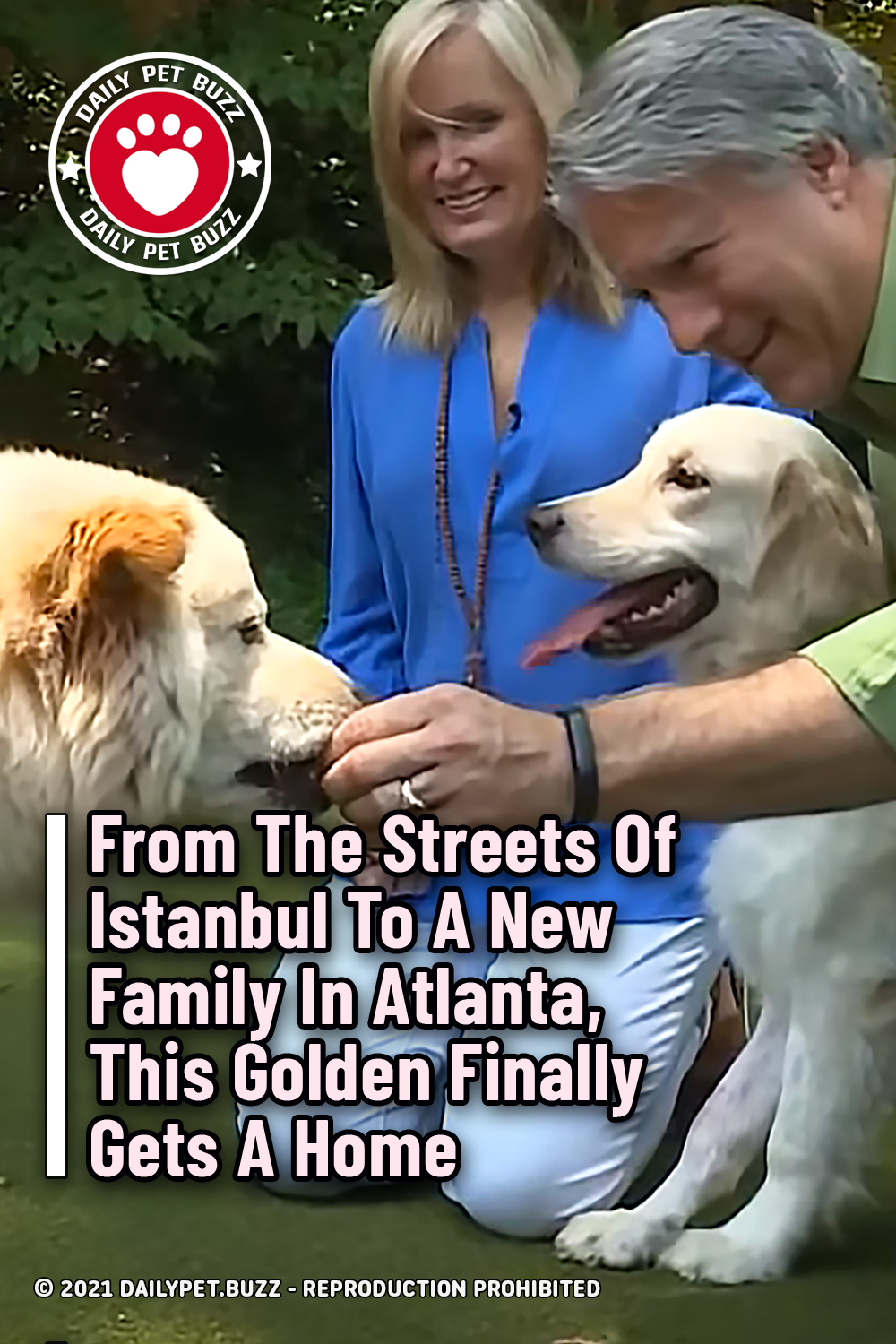 From The Streets Of Istanbul To A New Family In Atlanta, This Golden Finally Gets A Home