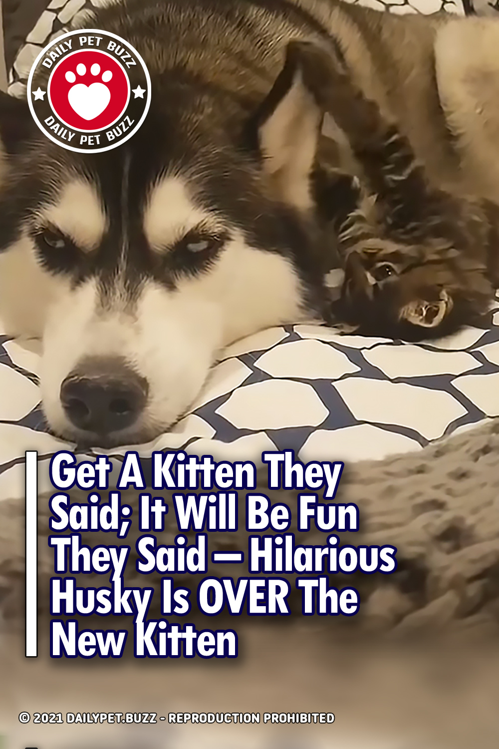 Get A Kitten They Said; It Will Be Fun They Said – Hilarious Husky Is OVER The New Kitten