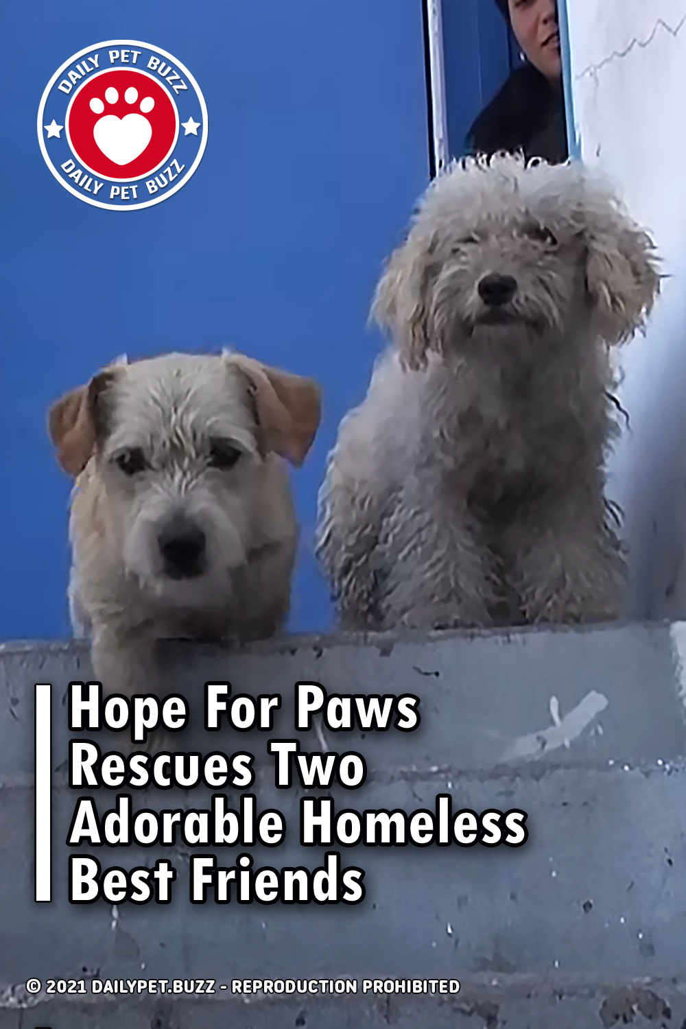 Hope For Paws Rescues Two Adorable Homeless Best Friends