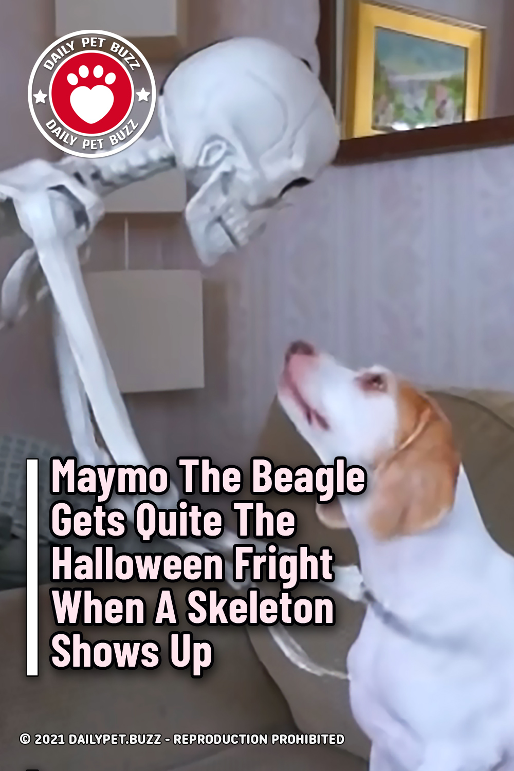 Maymo The Beagle Gets Quite The Halloween Fright When A Skeleton Shows Up