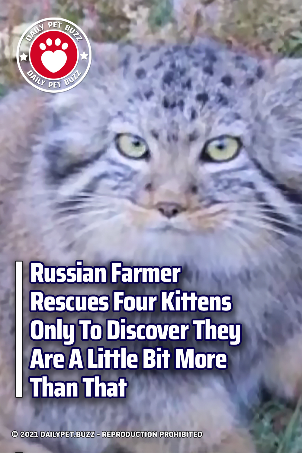 Russian Farmer Rescues Four Kittens Only To Discover They Are A Little Bit More Than That