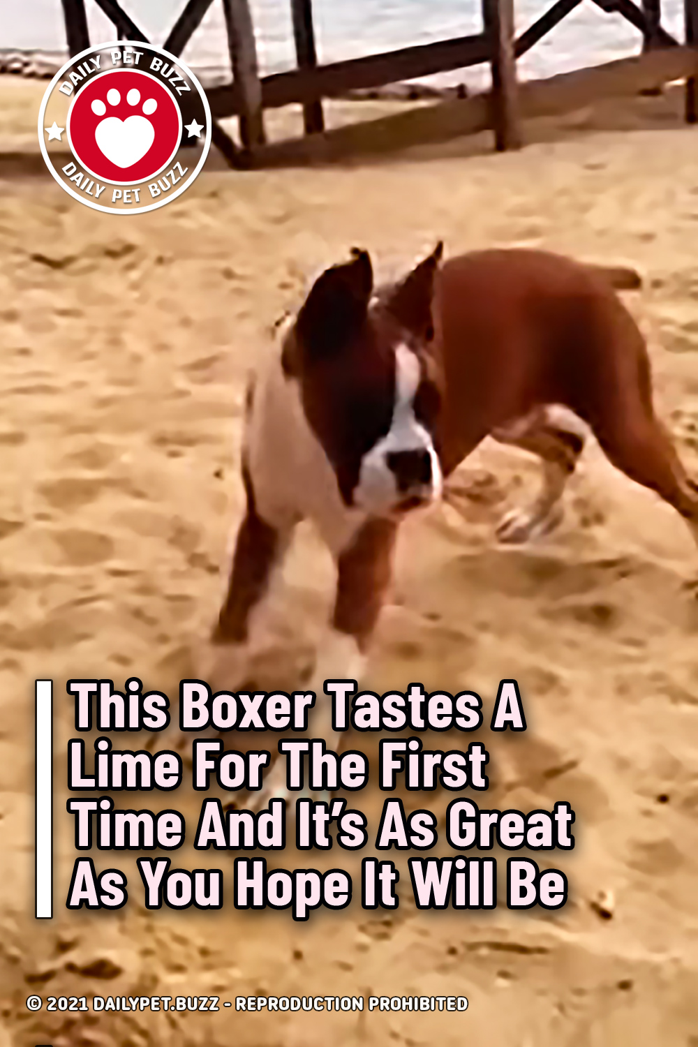 This Boxer Tastes A Lime For The First Time And It\'s As Great As You Hope It Will Be
