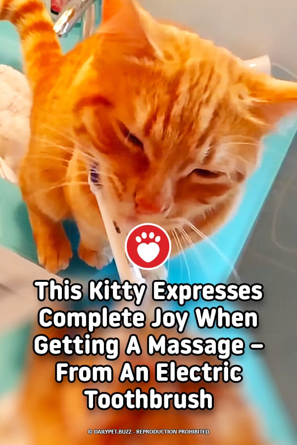 This Kitty Expresses Complete Joy When Getting A Massage – From An Electric Toothbrush