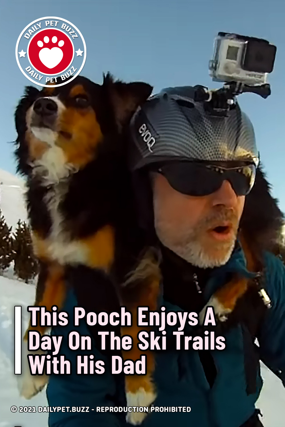 This Pooch Enjoys A Day On The Ski Trails With His Dad