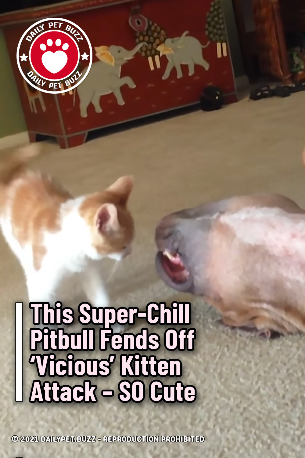 This Super-Chill Pitbull Fends Off \'Vicious\' Kitten Attack – SO Cute