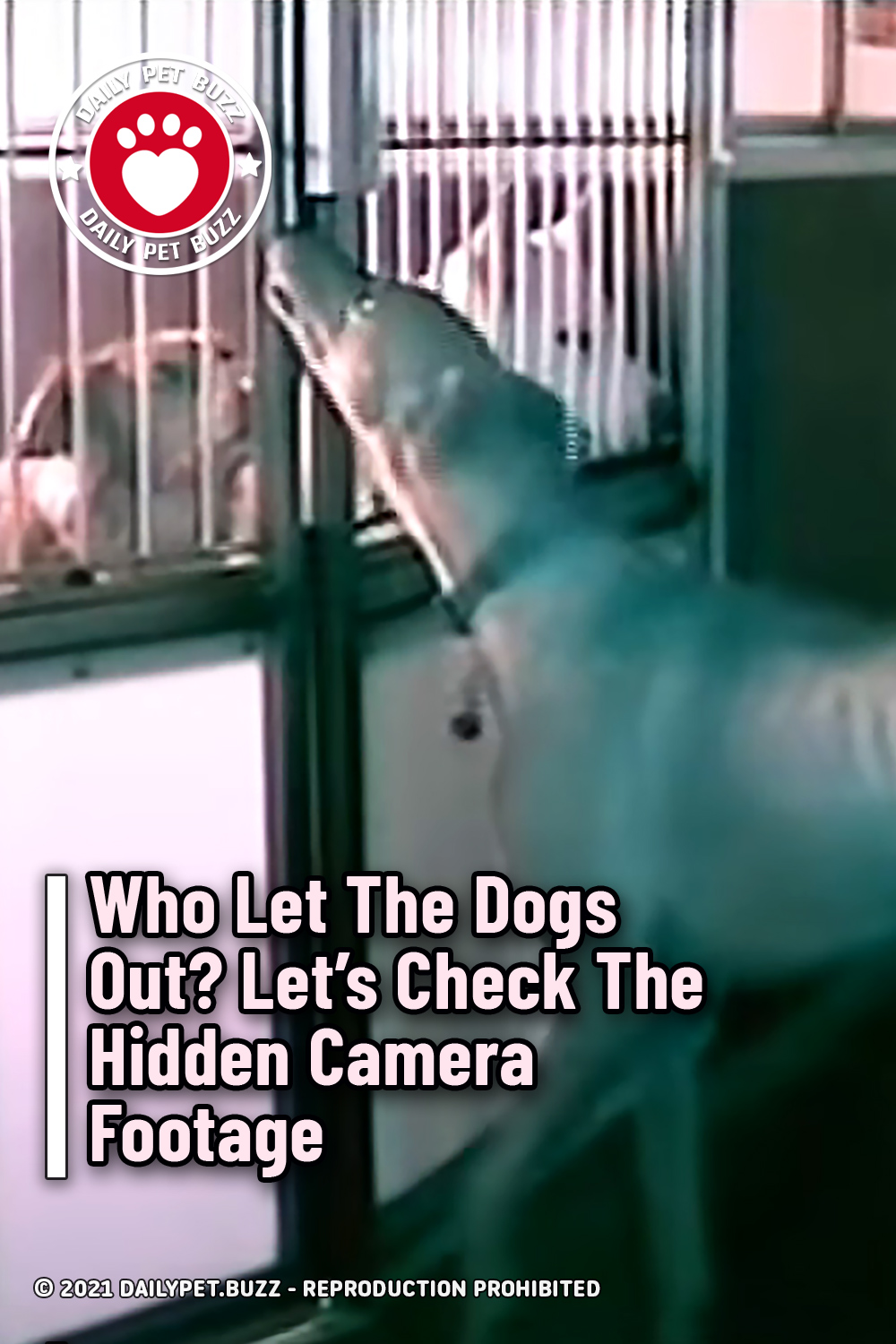 Who Let The Dogs Out? Let\'s Check The Hidden Camera Footage