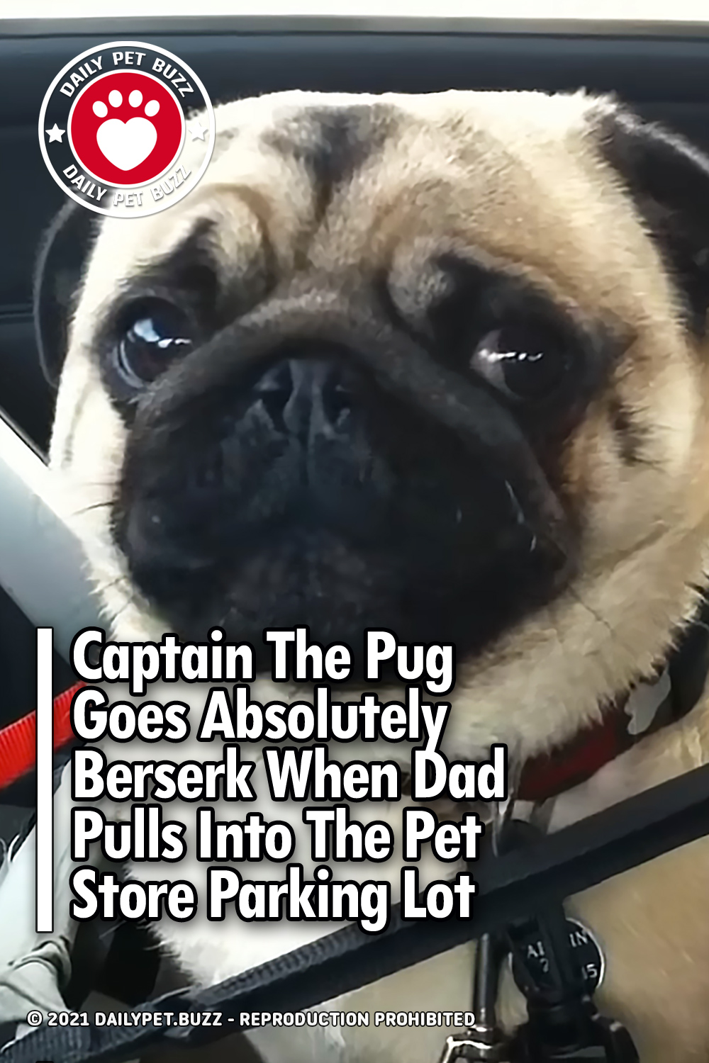 Captain The Pug Goes Absolutely Berserk When Dad Pulls Into The Pet Store Parking Lot