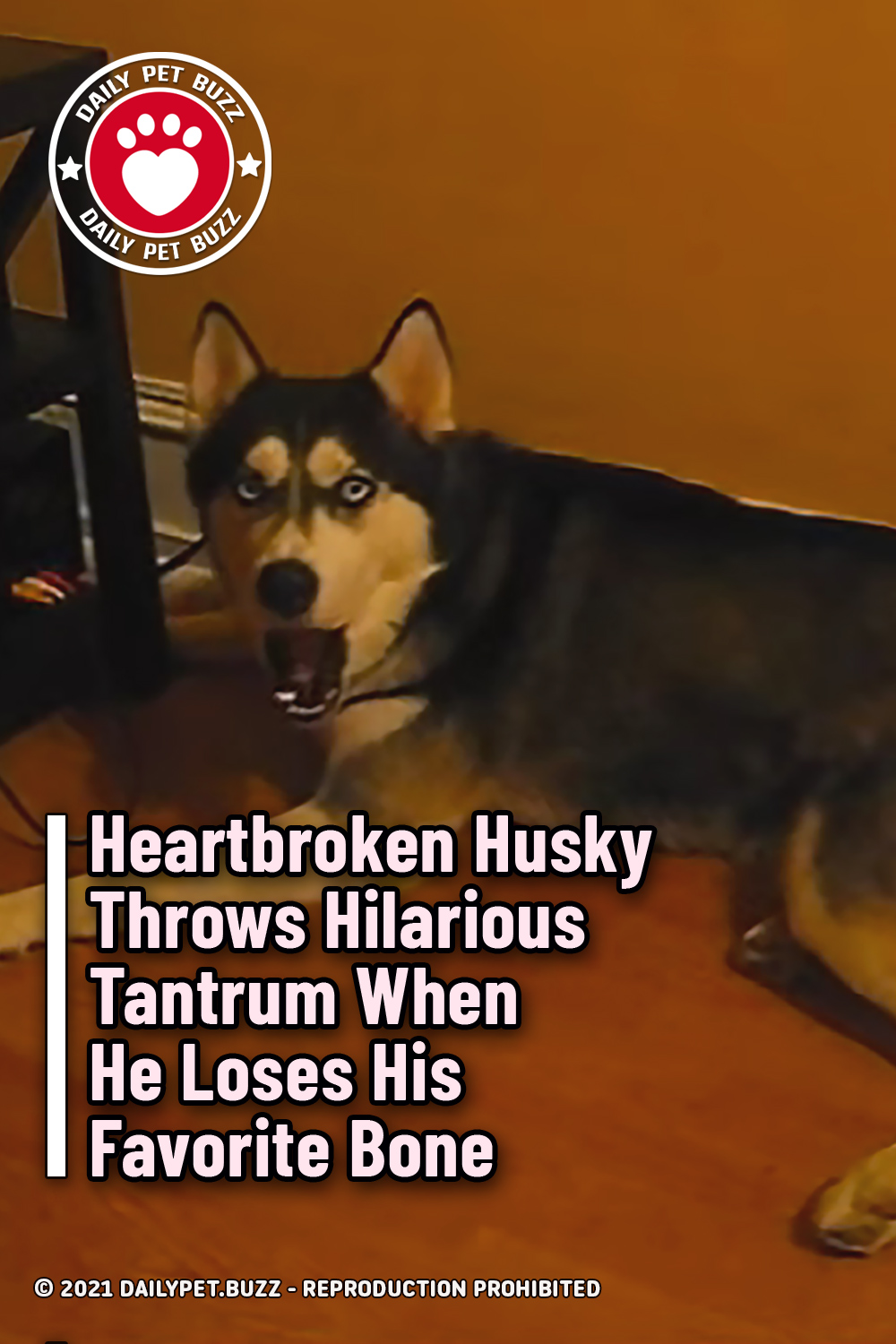 Heartbroken Husky Throws Hilarious Tantrum When He Loses His Favorite Bone