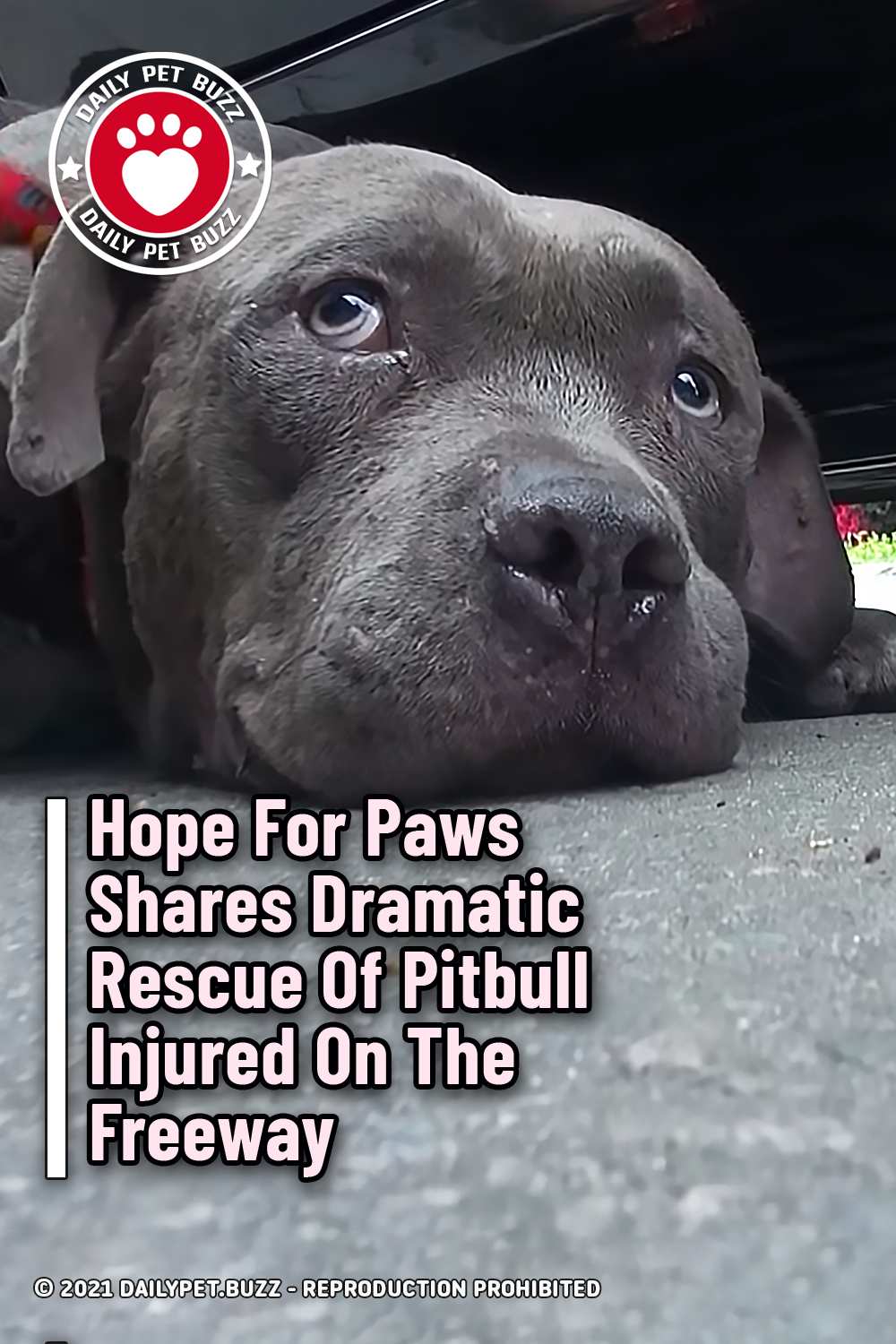 Hope For Paws Shares Dramatic Rescue Of Pitbull Injured On The Freeway