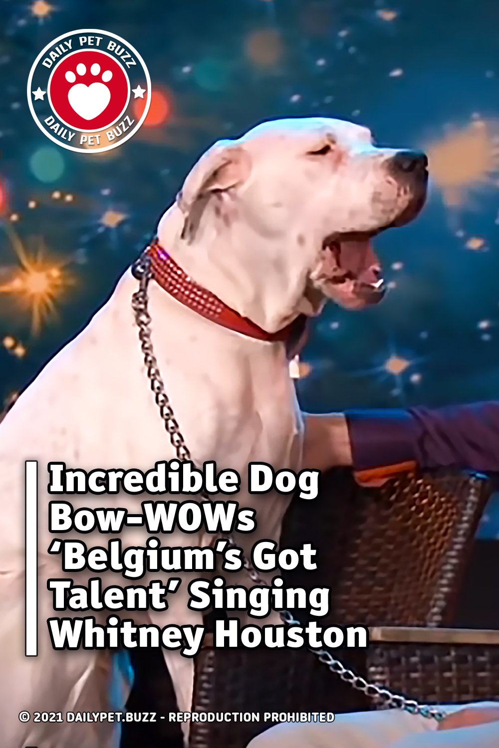 Incredible Dog Bow-WOWs \'Belgium\'s Got Talent\' Singing Whitney Houston