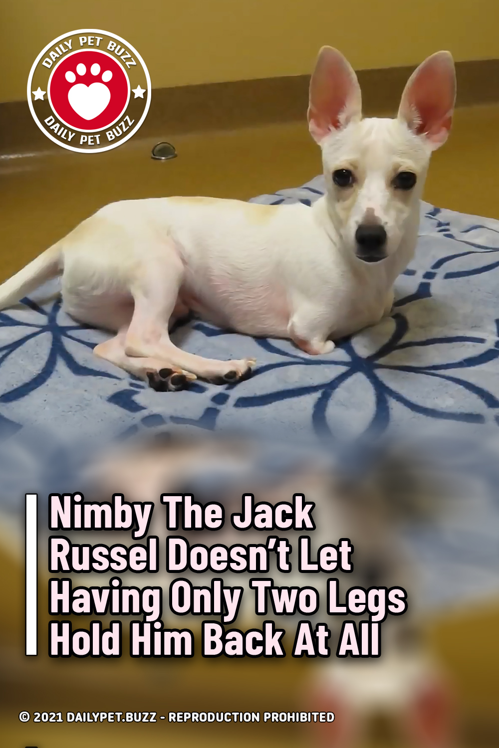 Nimby The Jack Russel Doesn\'t Let Having Only Two Legs Hold Him Back At All