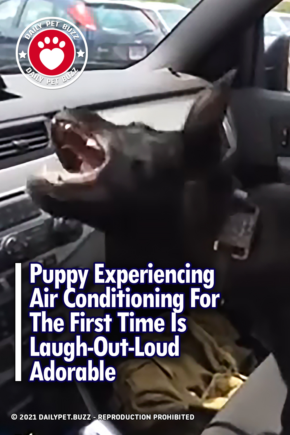 Puppy Experiencing Air Conditioning For The First Time Is Laugh-Out-Loud Adorable