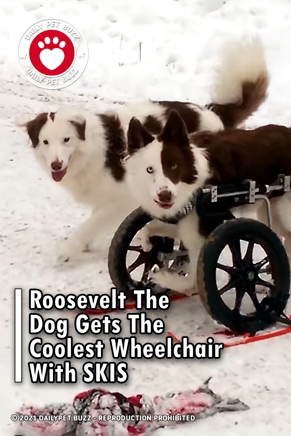 Roosevelt The Dog Gets The Coolest Wheelchair With SKIS