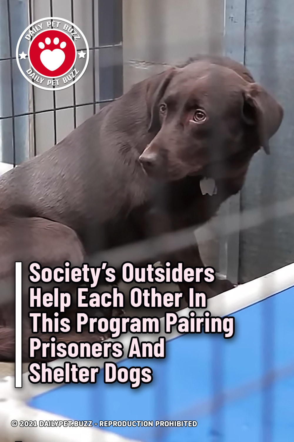 Society\'s Outsiders Help Each Other In This Program Pairing Prisoners And Shelter Dogs