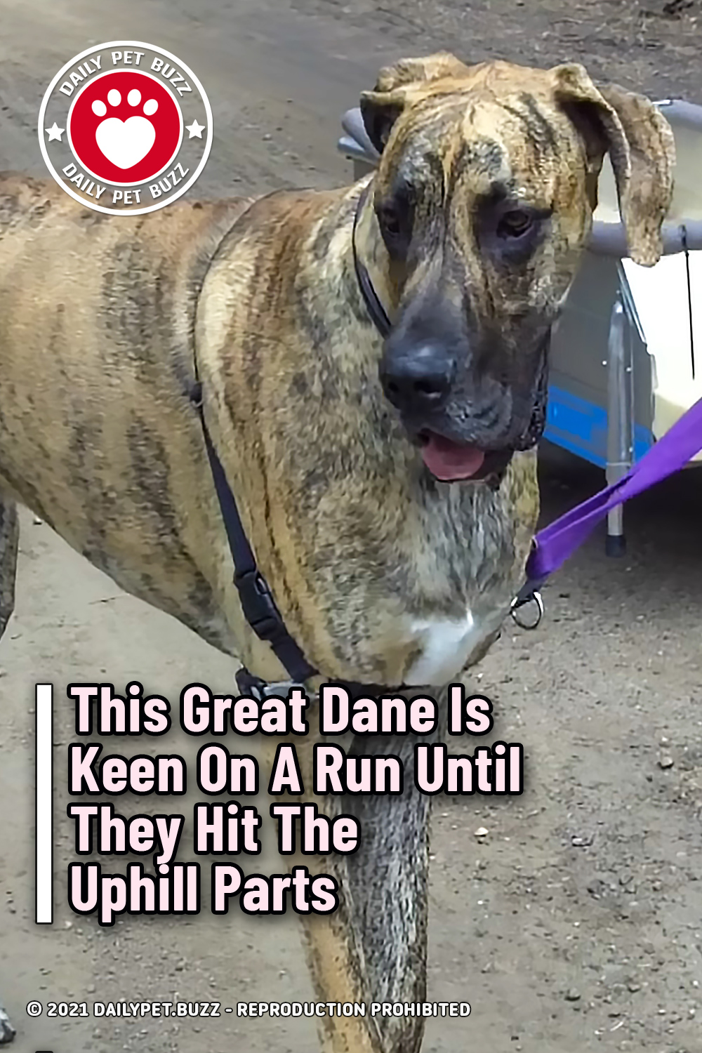 This Great Dane Is Keen On A Run Until They Hit The Uphill Parts