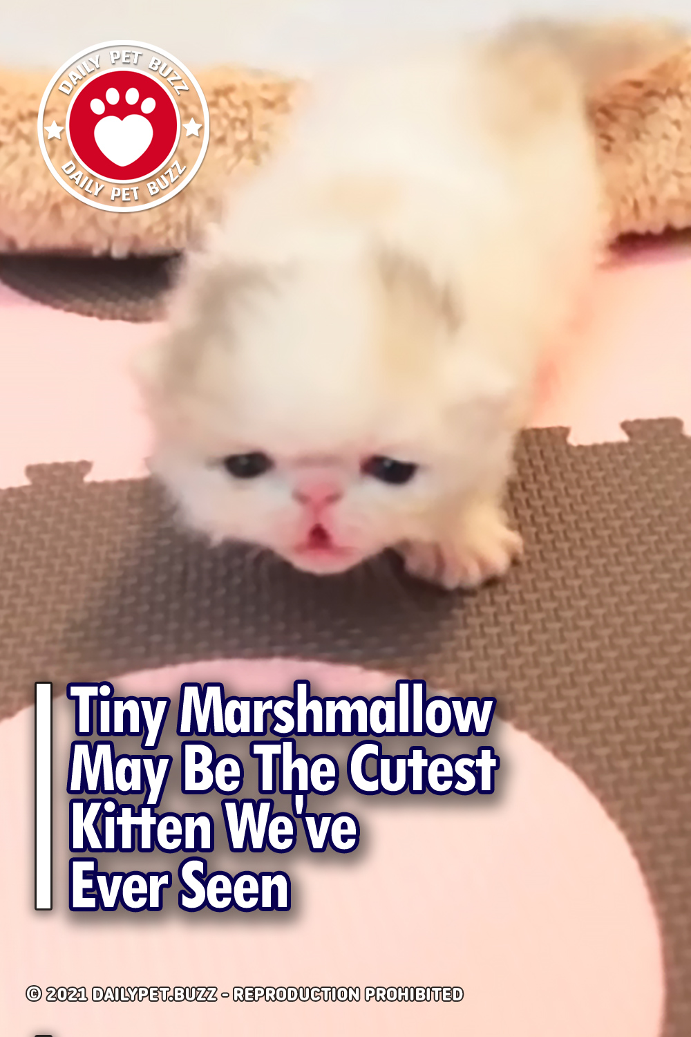 Tiny Marshmallow May Be The Cutest Kitten We\'ve Ever Seen