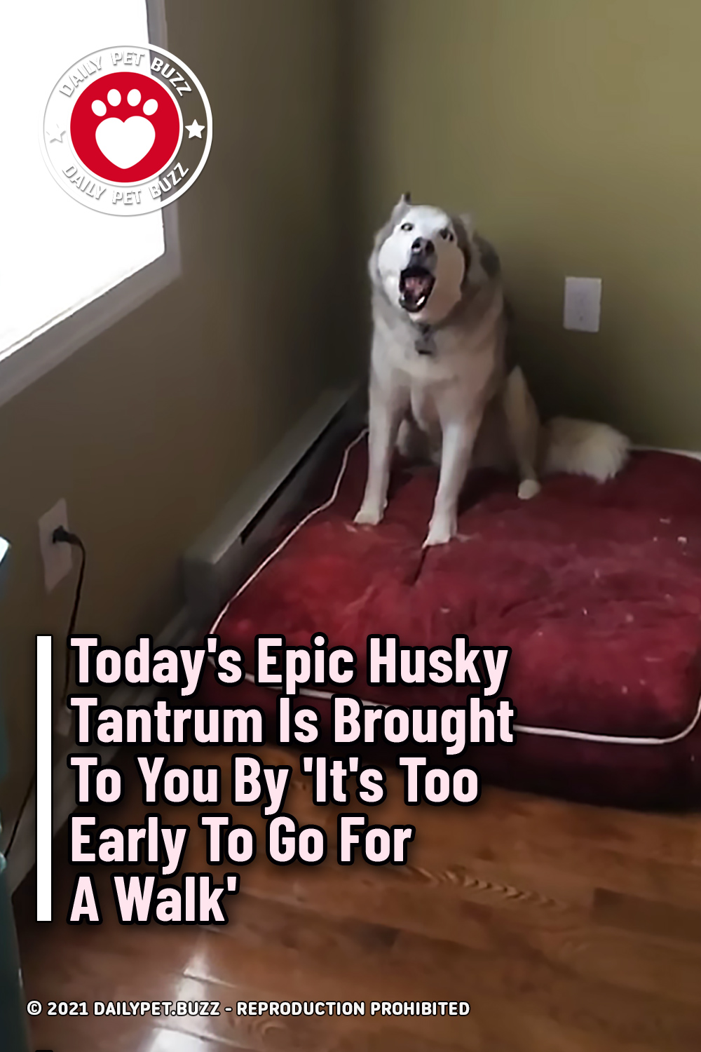 Today\'s Epic Husky Tantrum Is Brought To You By \'It\'s Too Early To Go For A Walk\'