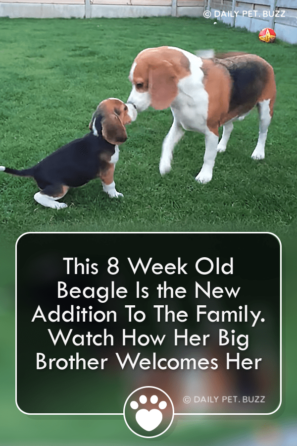 This 8 Week Old Beagle Is the New Addition To The Family. Watch How Her Big Brother Welcomes Her