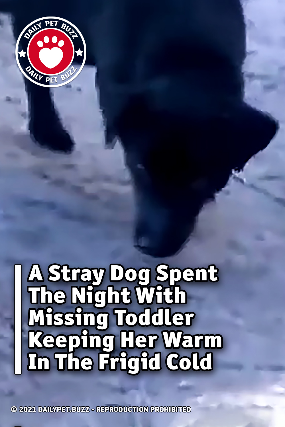 A Stray Dog Spent The Night With Missing Toddler Keeping Her Warm In The Frigid Cold