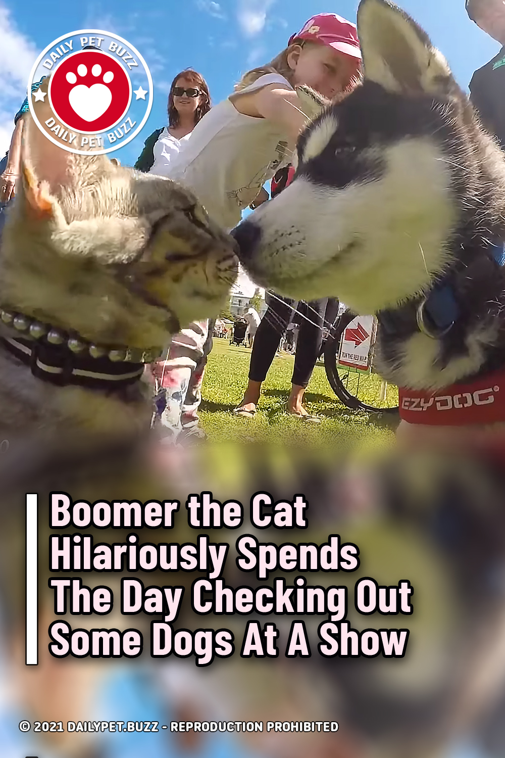 Boomer the Cat Hilariously Spends The Day Checking Out Some Dogs At A Show