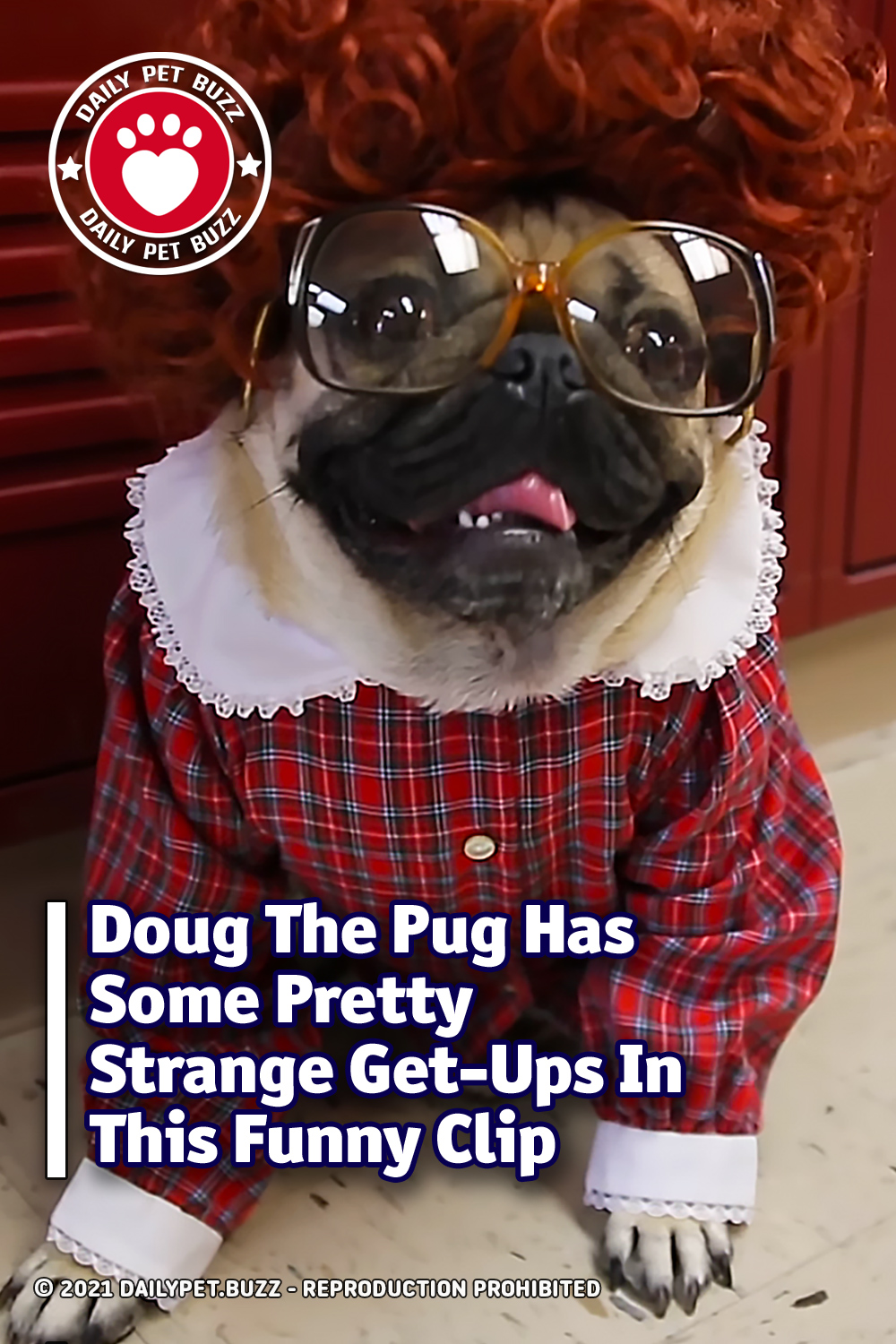 Doug The Pug Has Some Pretty Strange Get-Ups In This Funny Clip