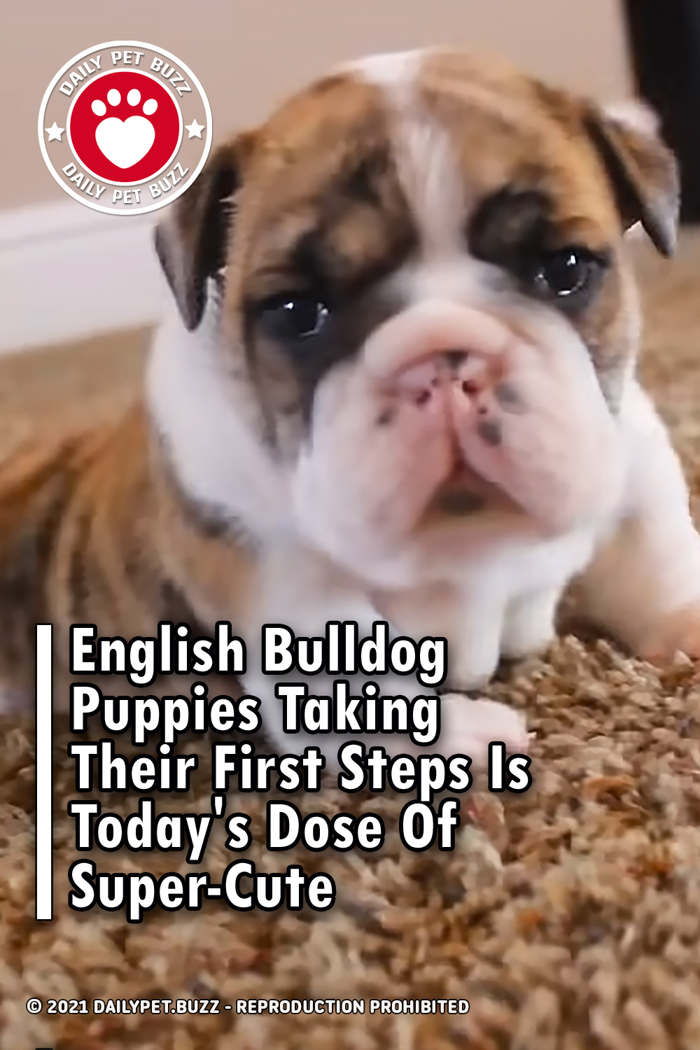 English Bulldog Puppies Taking Their First Steps Is Today\'s Dose Of Super-Cute