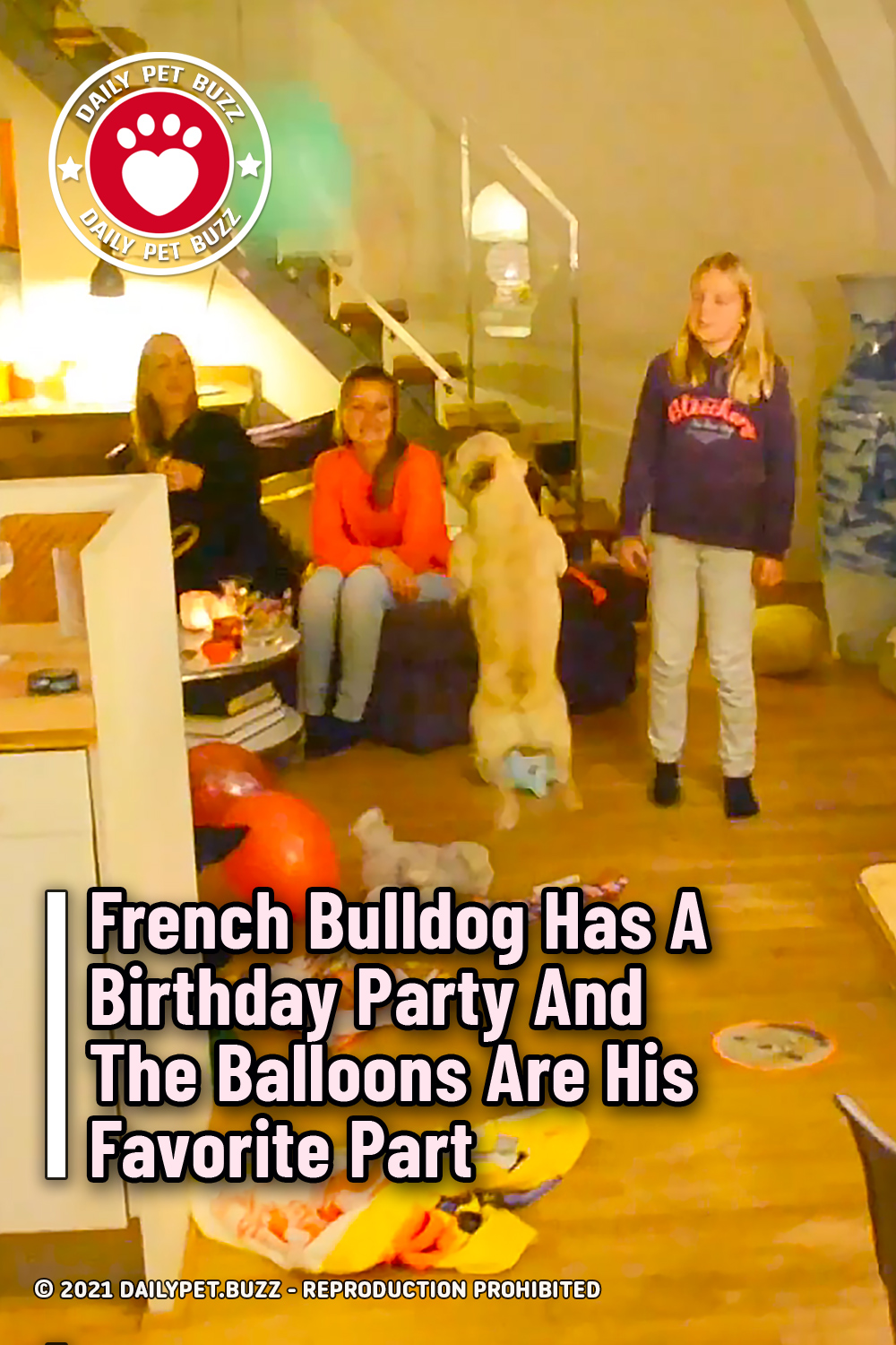 French Bulldog Has A Birthday Party And The Balloons Are His Favorite Part