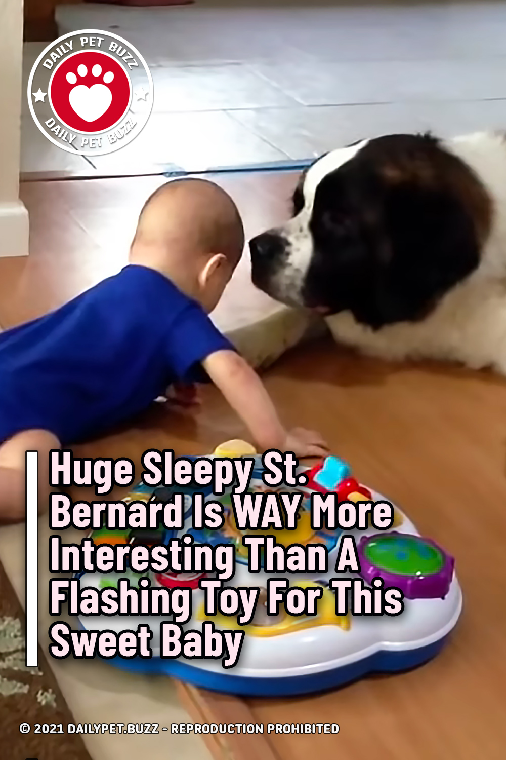 Huge Sleepy St. Bernard Is WAY More Interesting Than A Flashing Toy For This Sweet Baby