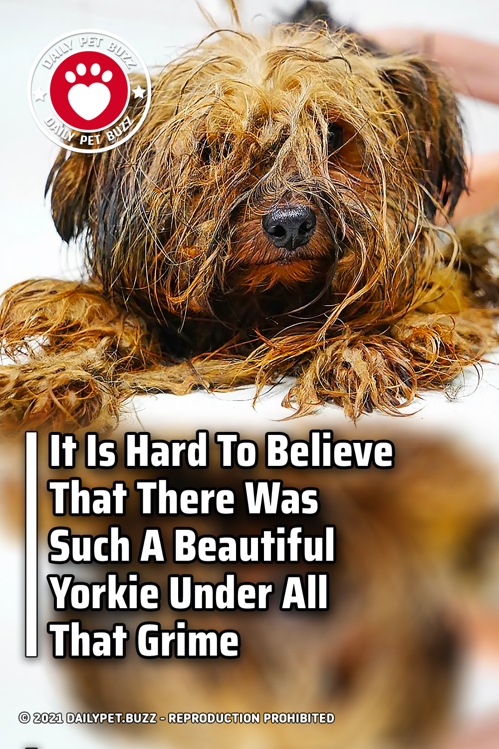 It Is Hard To Believe That There Was Such A Beautiful Yorkie Under All That Grime