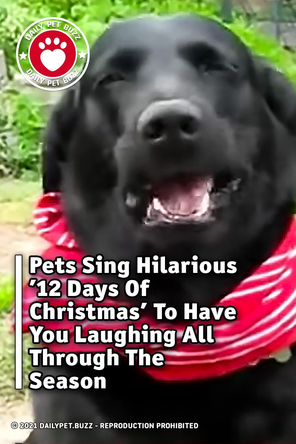 Pets Sing Hilarious \'12 Days Of Christmas\' To Have You Laughing All Through The Season