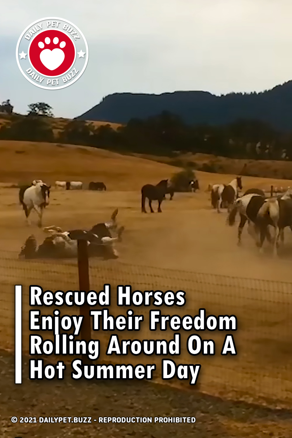 Rescued Horses Enjoy Their Freedom Rolling Around On A Hot Summer Day
