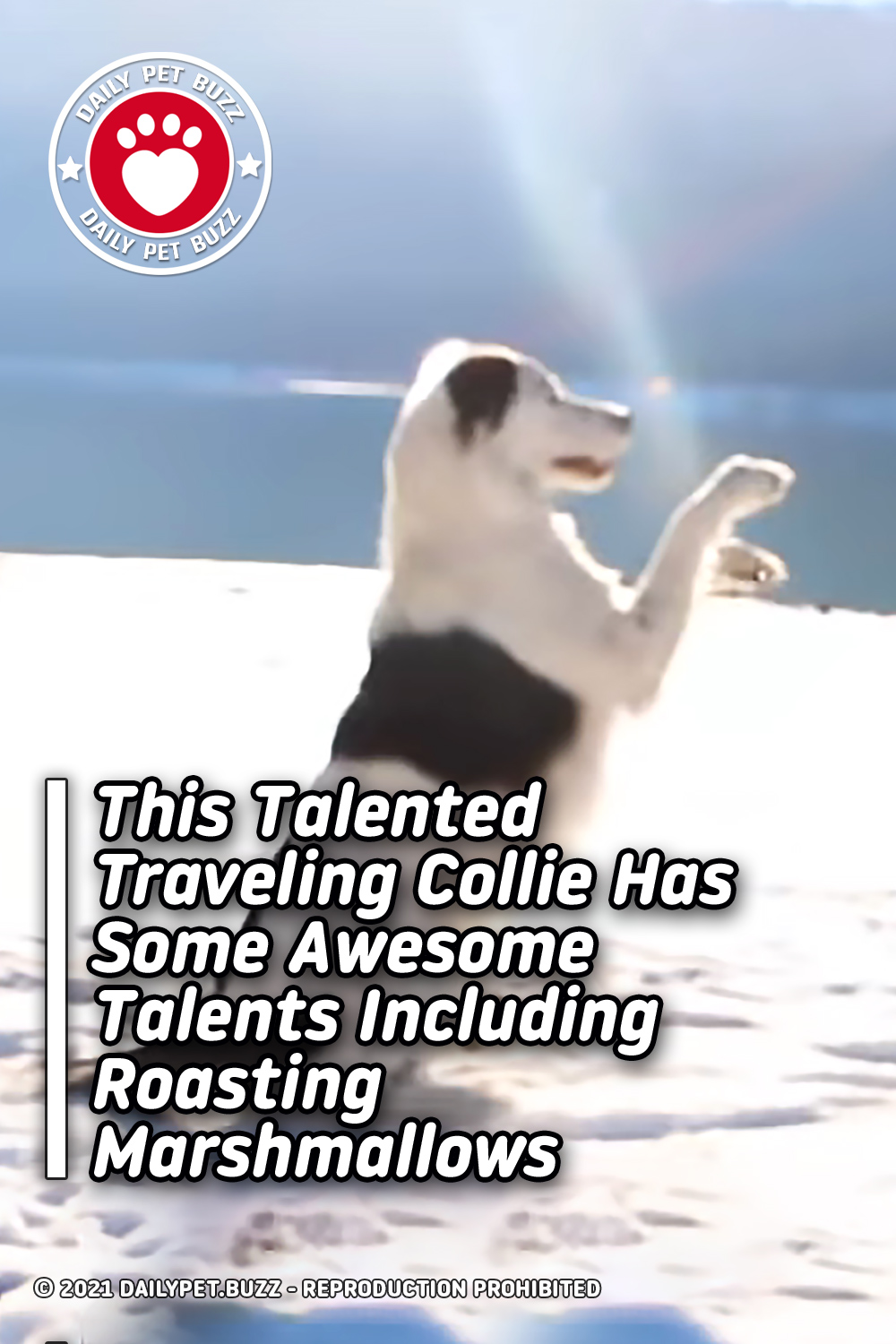 This Talented Traveling Collie Has Some Awesome Talents Including Roasting Marshmallows