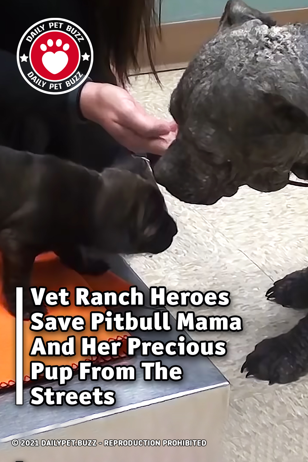 Vet Ranch Heroes Save Pitbull Mama And Her Precious Pup From The Streets
