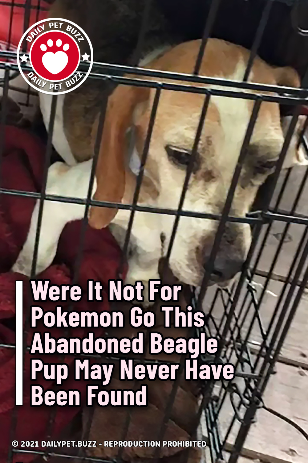 Were It Not For Pokemon Go This Abandoned Beagle Pup May Never Have Been Found