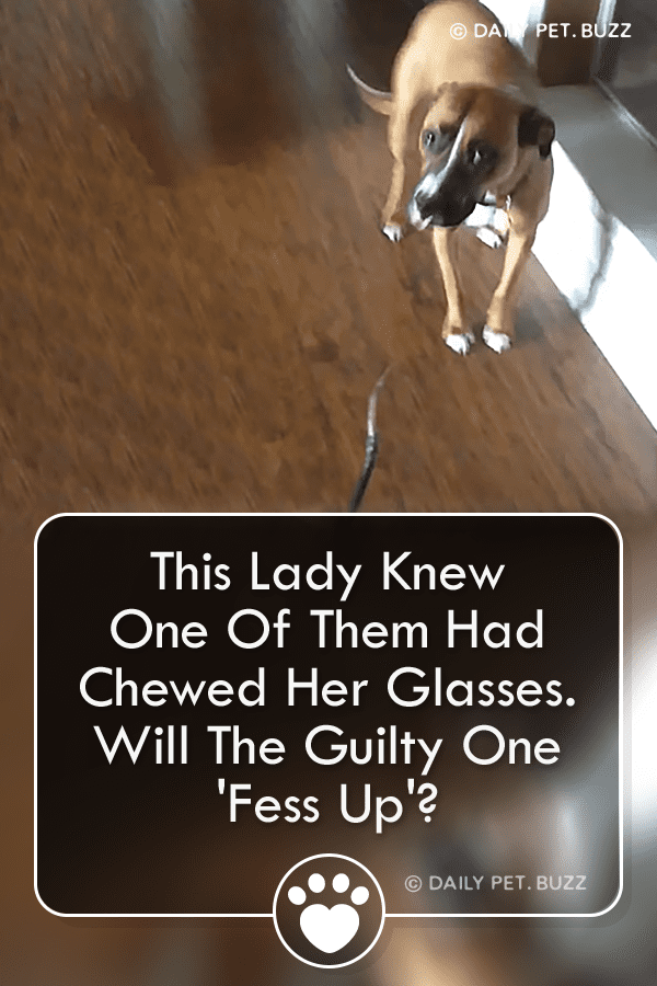 This Lady Knew One Of Them Had Chewed Her Glasses. Will The Guilty One \'Fess Up\'?